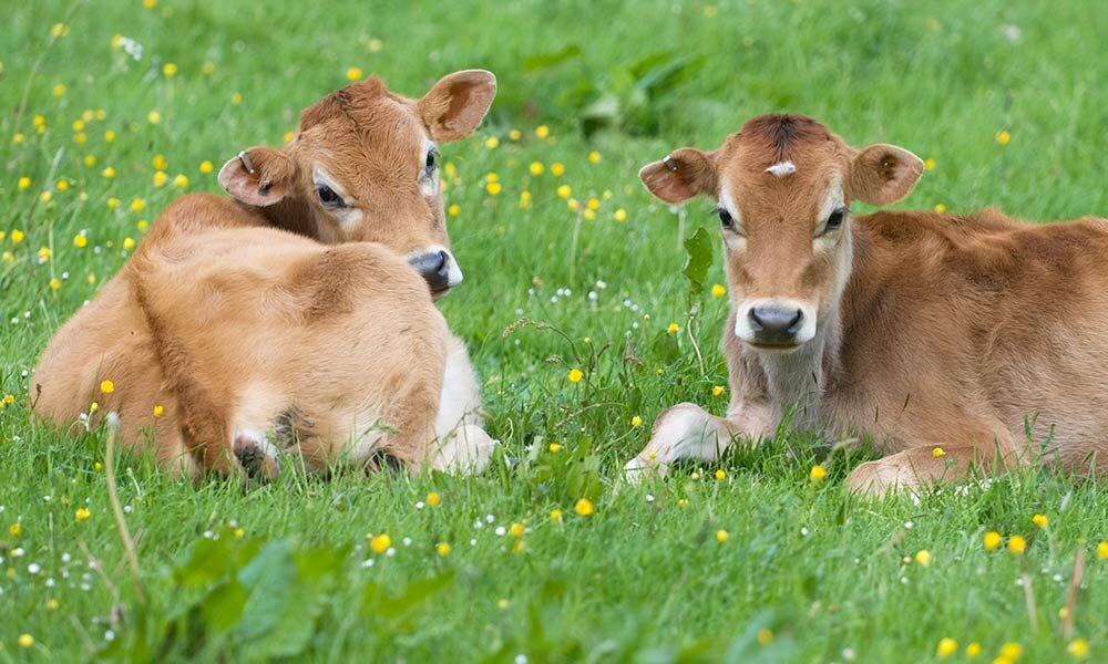 Lonsdale Livestock | What is Bovine Respiratory Disease? Part 1: Symptoms