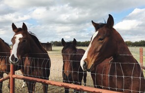 Horses - Contact us and we will help you get the most from your Horses