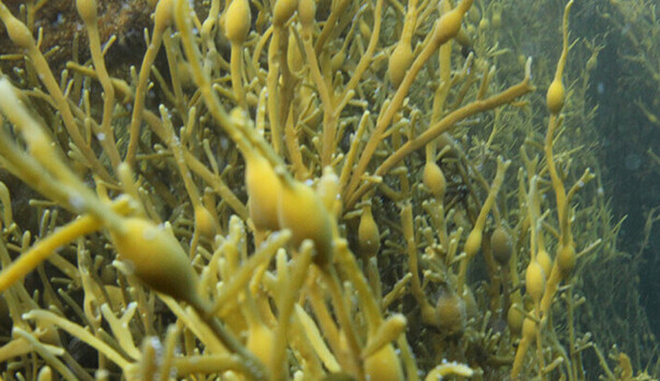Are Kelp and Seaweed the same thing?