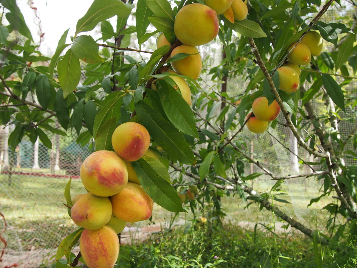 Fruit trees + Seaperia = sweet success!