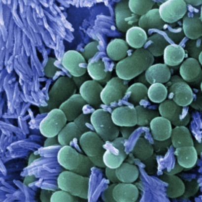 a childs microbiome through a microscope