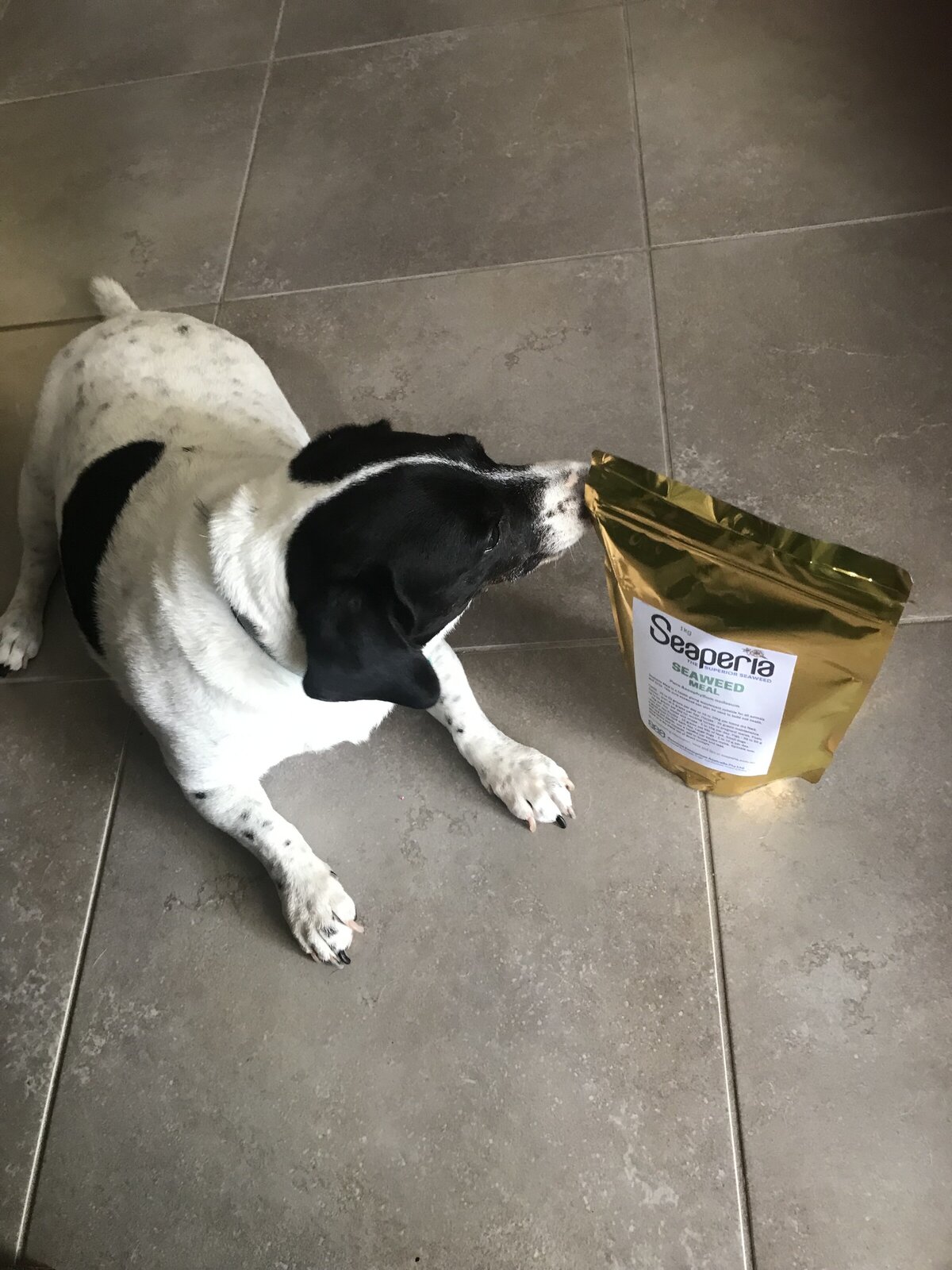 Are Dogs Allowed To Eat Seaweed