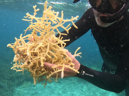 Fresh from the ocean