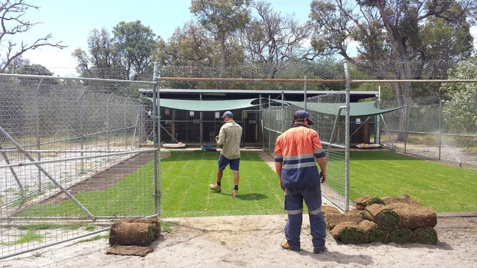 This week, Greenwave Landscapes installed new grass in our dog runs. 