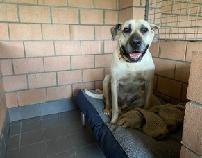 Kennel heating trial