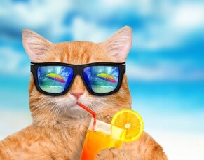 Book your pets holiday, before your own