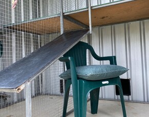 Cat ramps for seniors