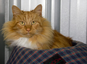 I want breakfast now!