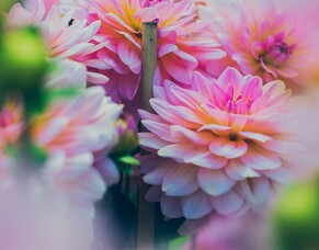 Treat your mum this Mother&#039;s Day with a two-course lunch at Bistro 21