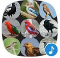 Appp.io - Australian Bird sounds - Free