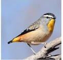 Australian Bird Sounds - Free app