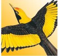 Michael Morcombe Birds of Australia - Free lite version