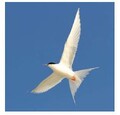 Australian birds guide  - Free bird guide