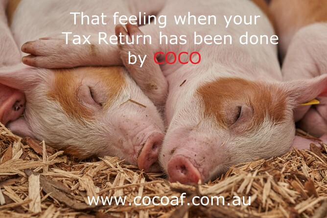 Piglets resting in hay with words in picture that say"That feeling when your Tax return has been done by COCO"