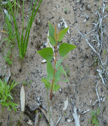 80 days after planting this seedling has developed a strong  root system and is showing new leaves forming.
