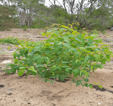 This specimen is just over 320 days since planting and is now one meter tall.