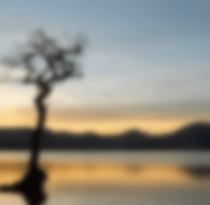 ONE TREE - PAINTINGLatitude: -33.566314Longitude: 115.55505