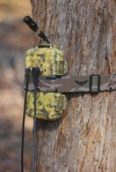 Anabat Chorus Ranger