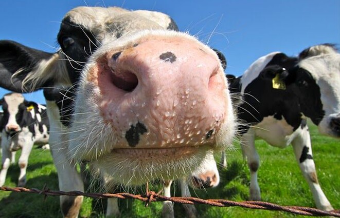 A healthy cow that has an adequate sodium level will display a 'dewy muzzle' just like this cow.