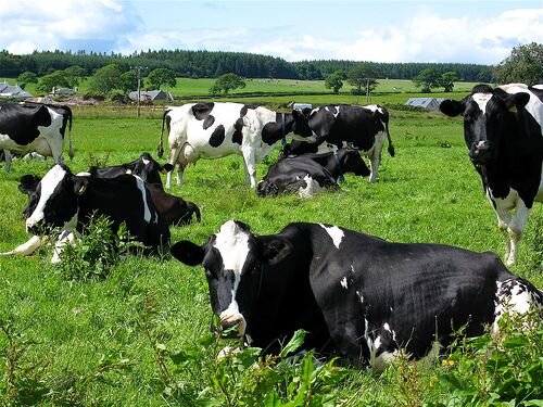 Like i said the overhead is definitely the biggest factor for cattle! , cows