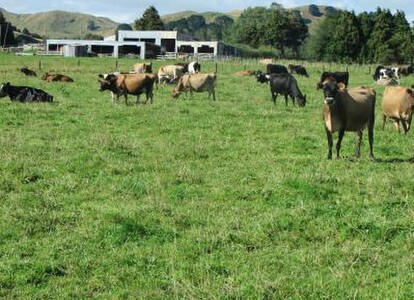 Night or Day paddock?