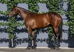 Lot 346 - Pinatubo (IRE) x El DaanaColt-Click here