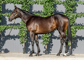 Lot 106 - Hellbent x ChabaudColt-Click here-
