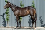 Lot 673 - Hellbent - Planet's Princess filly-Click here