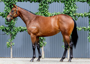 Lot 390 - Wild Ruler x Look To The StarsFilly-Click here-