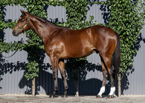 Lot 10 - Home Affairs x Tell Your Mama (USA)Colt-Click here-