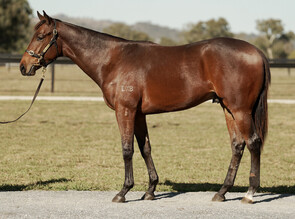 Lot 1570 - Pride of Dubai - Jezzabba Colt-Click here