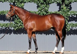 Lot 312 - Castelvecchio x Gina LolaColt-Click here