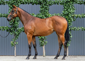 Lot 507 - Home Affairs x Panna CottaFilly-Click here-