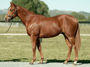 Lot 1549 - The Autumn Sun - Hayley Grace Colt-Click here