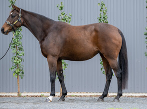 Lot 997 - Marjoram(Kodiac - Marywell)Broodmare-Click here