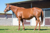 Lot 252 - Irish Pipedream-Click here