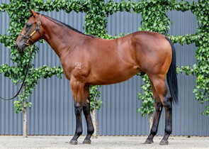 Lot 589 - Tassort x RockthenightawayColt-Click here
