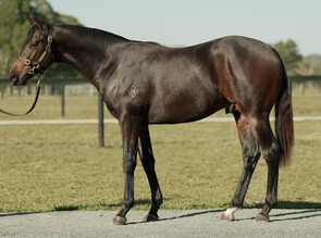 Lot 1722 - Royal Meeting - Space Trip Colt-Click here