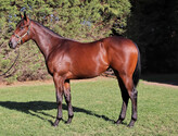 Lot 237     Filly - American Pharoah ex Tavarnelle