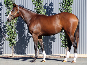 Lot 363 - Russian Revolution x Twelve Pack Shelly (USA) Filly-Click here