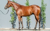 Lot 449 - Dundeel - Gliding filly-Click here