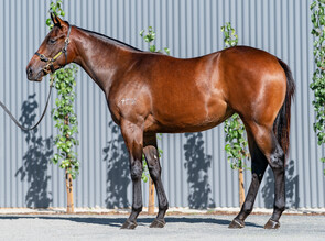 Lot 101 - Fastnet Rock - Different To Filly-Click here