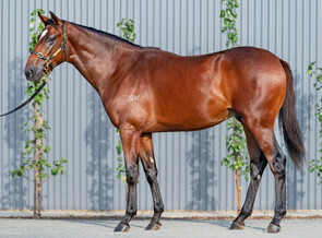 Lot 281 - Zed - Opulence Colt-Click here