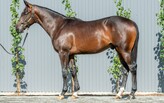 Lot 646 - Castelvecchio - O'Reilly's Angel colt-Click here