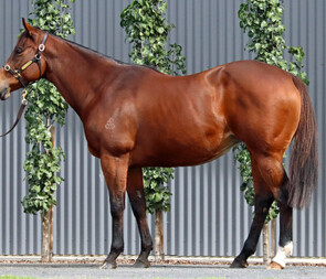 Lot 292 - Tale Of Choice (Redoute's Choice x Cat By The Tale {USA})-Click here-