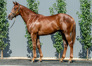 Lot 577 - Capitalist - Derelique Colt-Click here