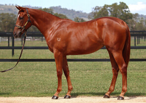 Lot 95 - Home Affairs x Orchidia (IRE)Filly-Click here
