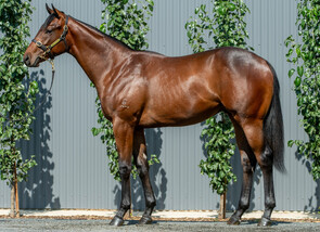 Lot 406 - Pierata - Ahbelle Colt -Click here