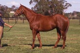 Lot 234 -  Jasmine Wind-Click here