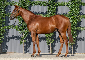 Lot 698 - Almanzor (FR) x Summer's Day (NZ)Colt-Click here-
